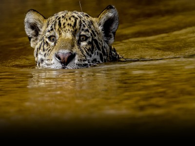 Alla ricerca del giaguaro nel fiume Cuiabà